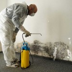 Get Professional Mold Inspection Available For You