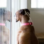 Pet-in-the-Garage