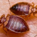 bed-bugs-