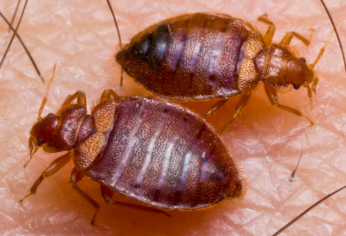 bed-bugs-