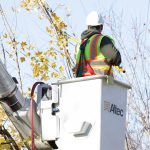Portland tree service