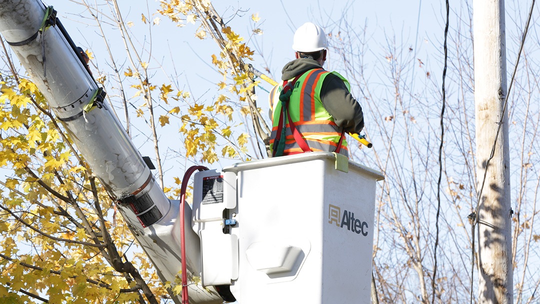 Portland tree service