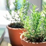 7 Tips for Growing Rosemary