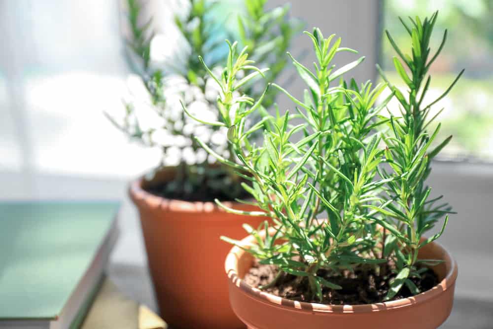 7 Tips for Growing Rosemary