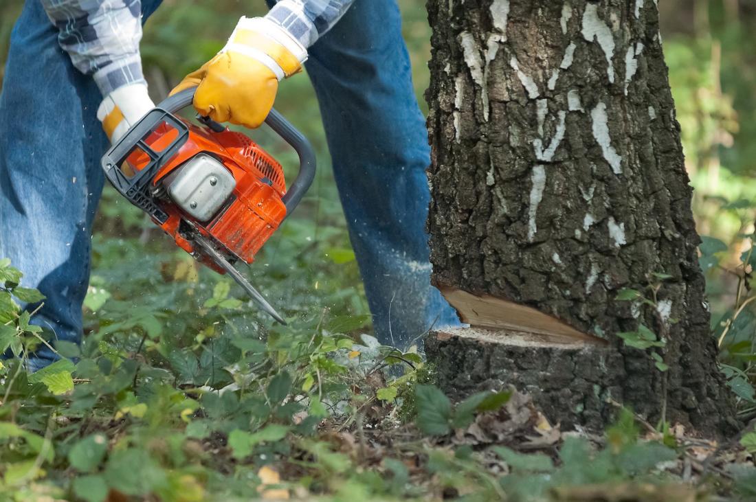 Tree Cutting Vaughan