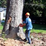 Tree Pruning and Removal
