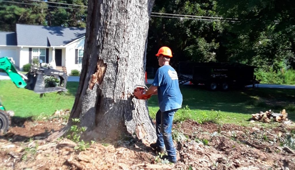 Tree Pruning and Removal