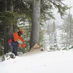 chainsaw in the winter