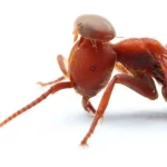 Carpenter-Ant-Facts