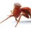 Carpenter Ant Facts – Everything You Need to Know