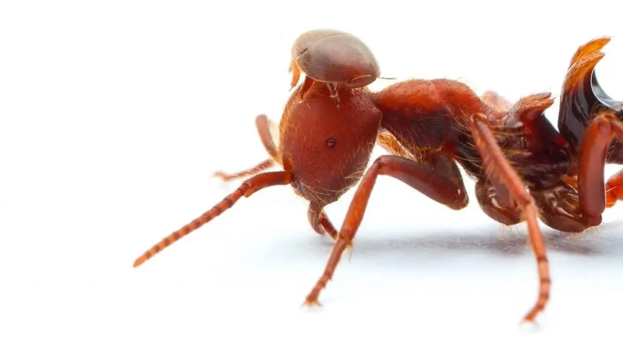 Carpenter-Ant-Facts