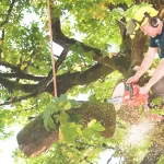 Pruning-Tall-Branches