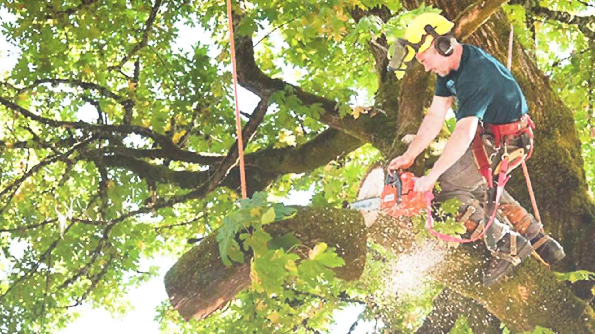 Pruning-Tall-Branches