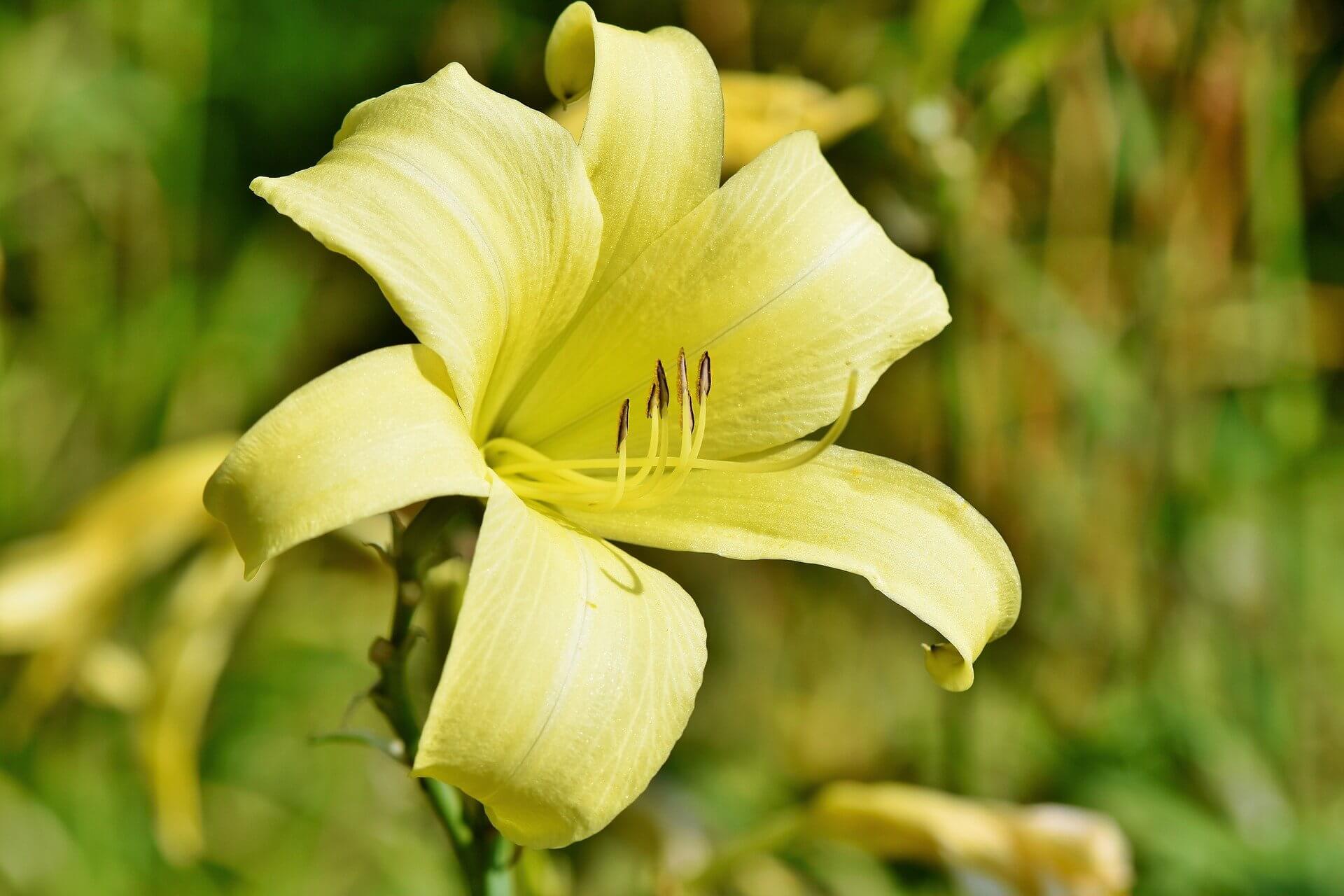 Cultivation of lilies and daylilies