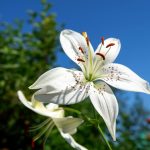 Description of lilies and daylilies