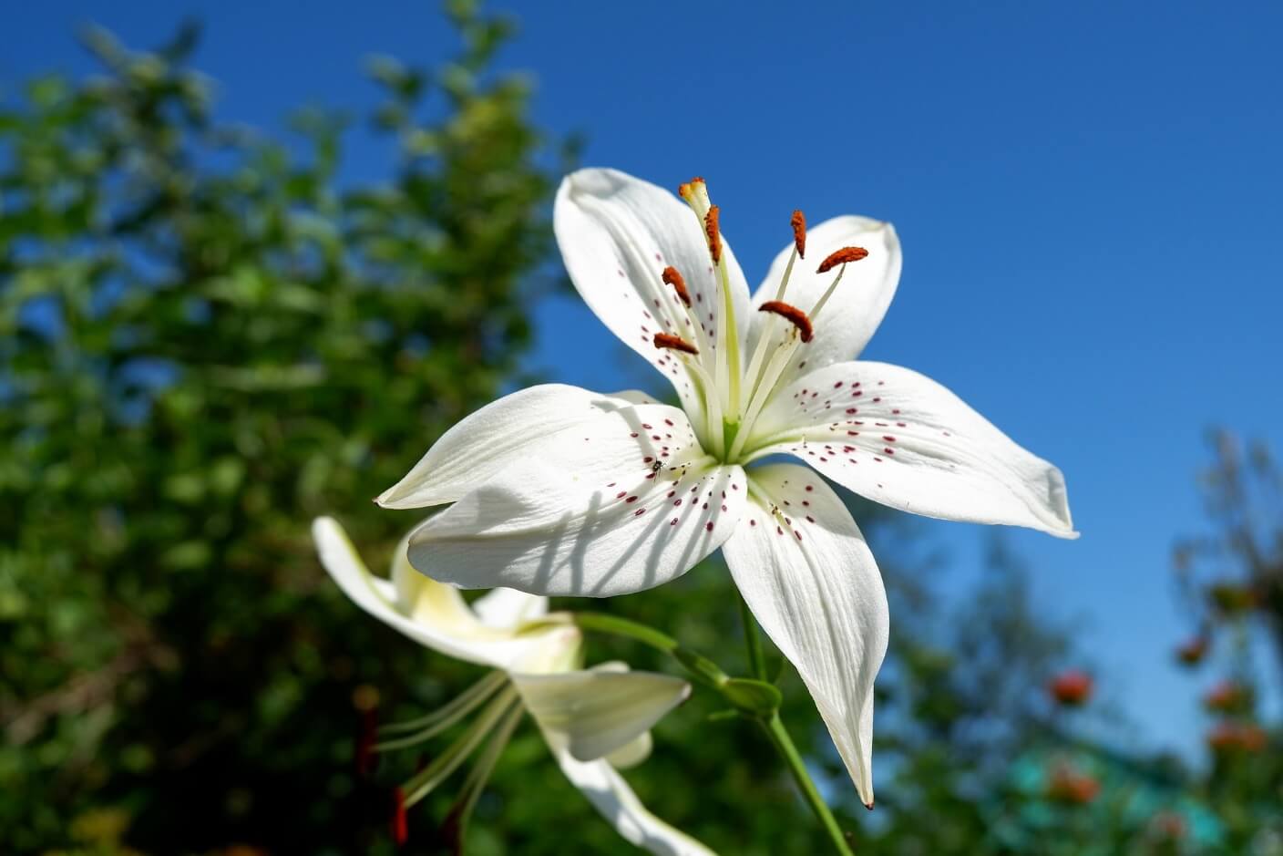 Description of lilies and daylilies