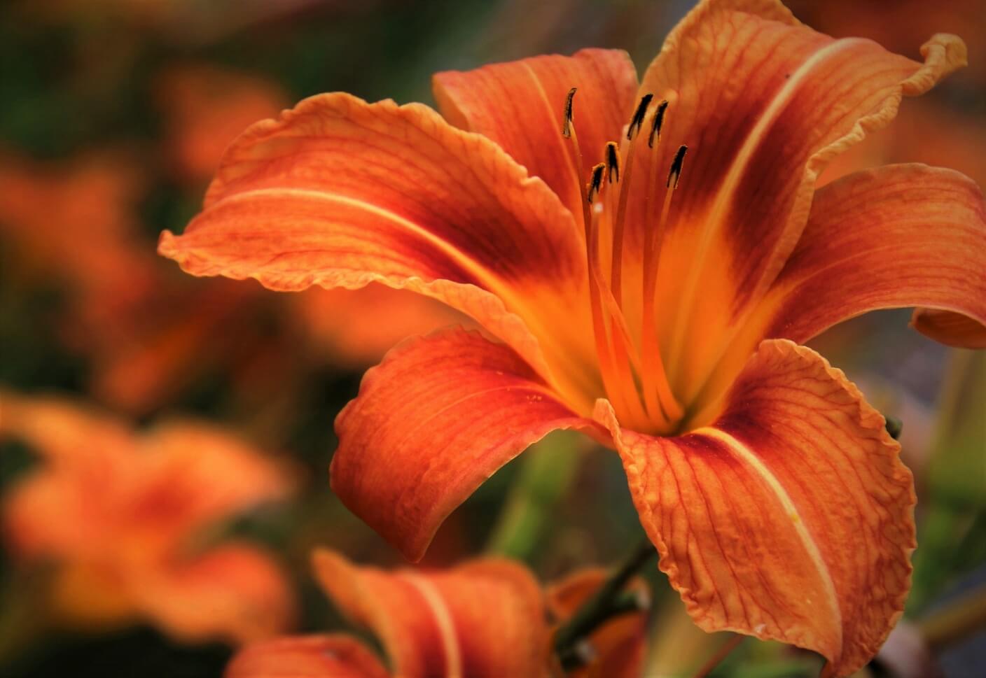 Differences between lilies and daylilies