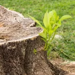 How Do I Stop Regrowth On Tree Stumps