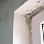 Mold in Your Home