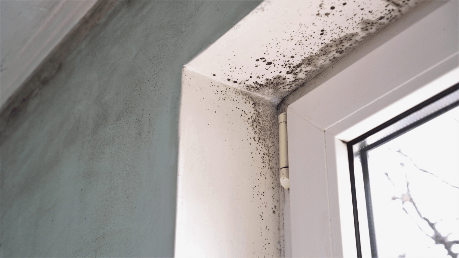 Mold in Your Home