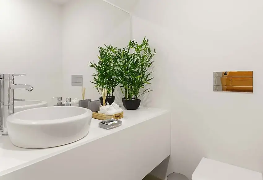 Keeping Bathroom Plants Happy Keeping Bathroom Plants Happy