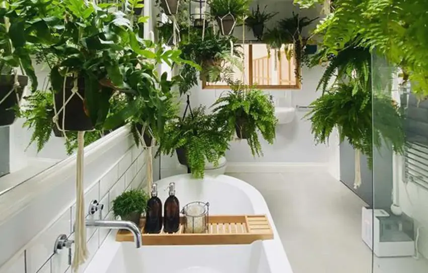 More Stunning Bathroom Plants More Stunning Bathroom Plants