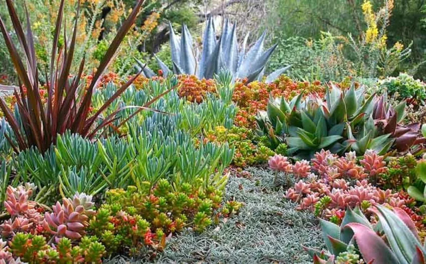 Succulent and Ground Cover Landscaping Succulent and Ground Cover Landscaping