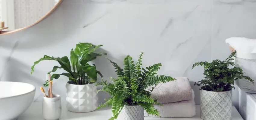 bathroom plants