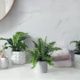 bathroom plants