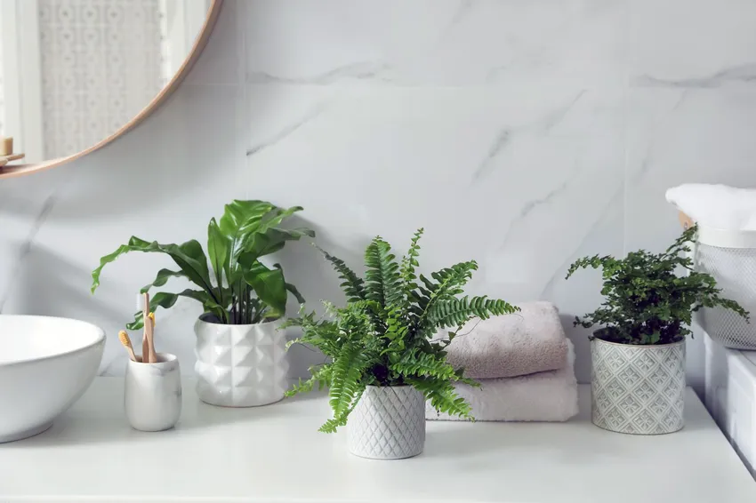 bathroom plants bathroom plants