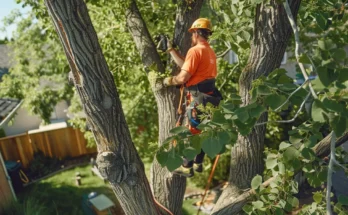 Tree Removal Service