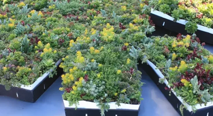 Green Roof Tray